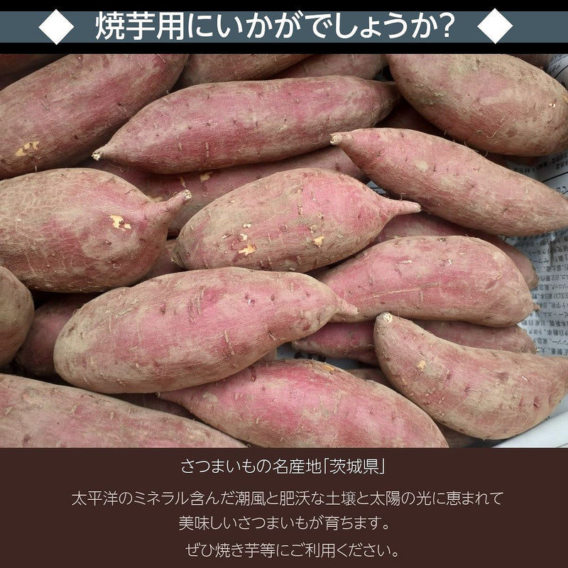 さつまいも 【サンキューマルシェ】 生芋 紅はるか 10kg 無選別 土付き 茨城県ひたちなか市 サツマイモ 薩摩芋 業務用
