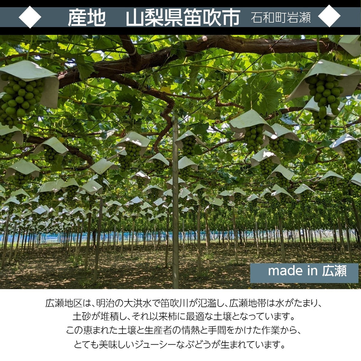 雙葉　研究資料　遠く地の果てまで　神のはからいは限りなく　ひとつぶの麦のように 砥山ふれあい果樹園【エコファーマー】 | ⁡ 🙇‍♀️🍒満場御礼