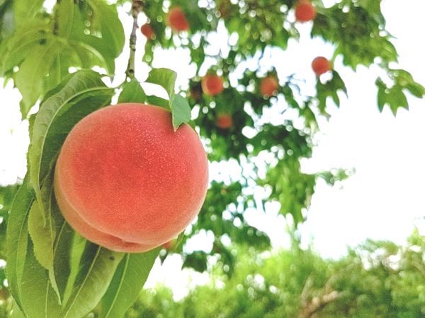桃 【佐藤果樹園】 品種色々 3kg 9~12個 福島県須賀川市 福島の桃 福島 もも 贈答 プレゼント 《7/上旬~7/中旬より出荷 ...