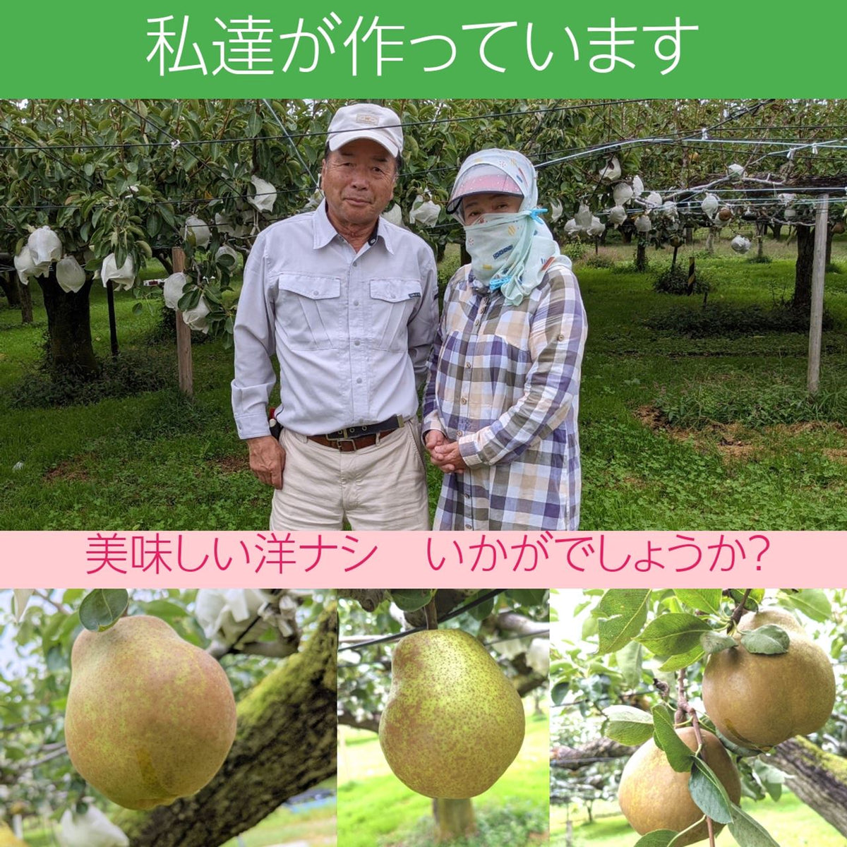 洋梨 【羽田梨園】 ラ・フランス 3kg 訳あり ご家庭用 福島県 萱場 洋