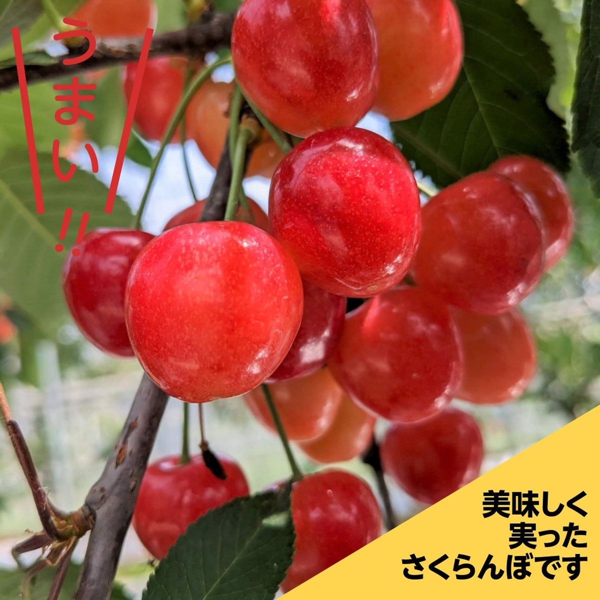 さくらんぼ 【 一愛農園 】 紅秀峰 山形県 東根市 秀 1kg ２L ギフト 贈答 プレゼント 《6/下旬〜7/上旬の出荷》 –  にこやか産直アーケード