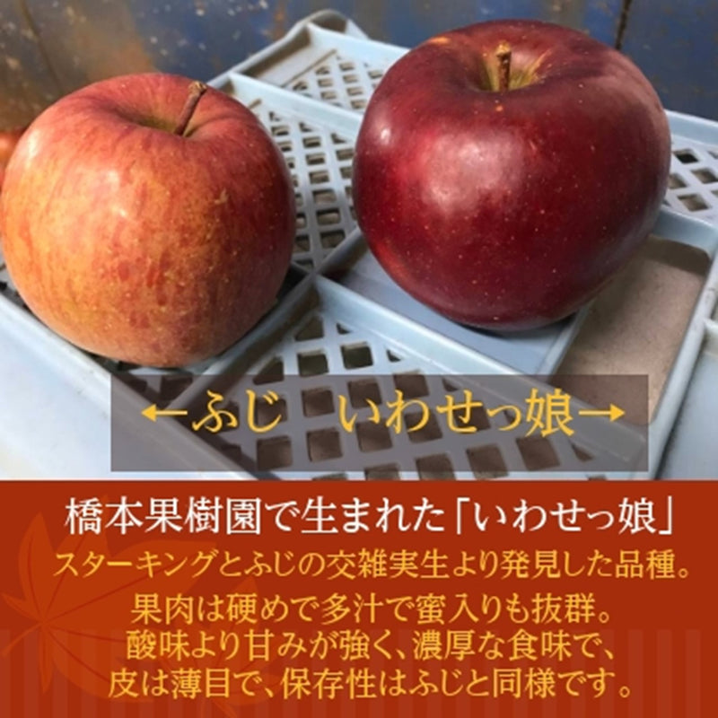 りんご 【ふんどのりんごや】 オリジナル品種 いわせっ娘 5kg 16～18個 福島県須賀川 《12/上旬～12/下旬の出荷》