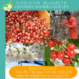 さくらんぼ 【鈴木農園】 紅秀峰 1kg L～２L 贈答 山形県東根市 お中元 御中元《6/中旬～6/下旬の出荷》