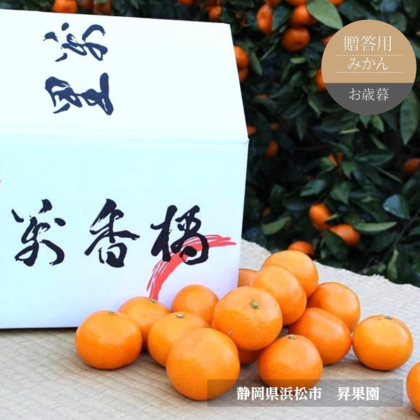 みかん 【昇果園】 青島みかん M~L 10kg 約80～100個 贈答用 静岡県