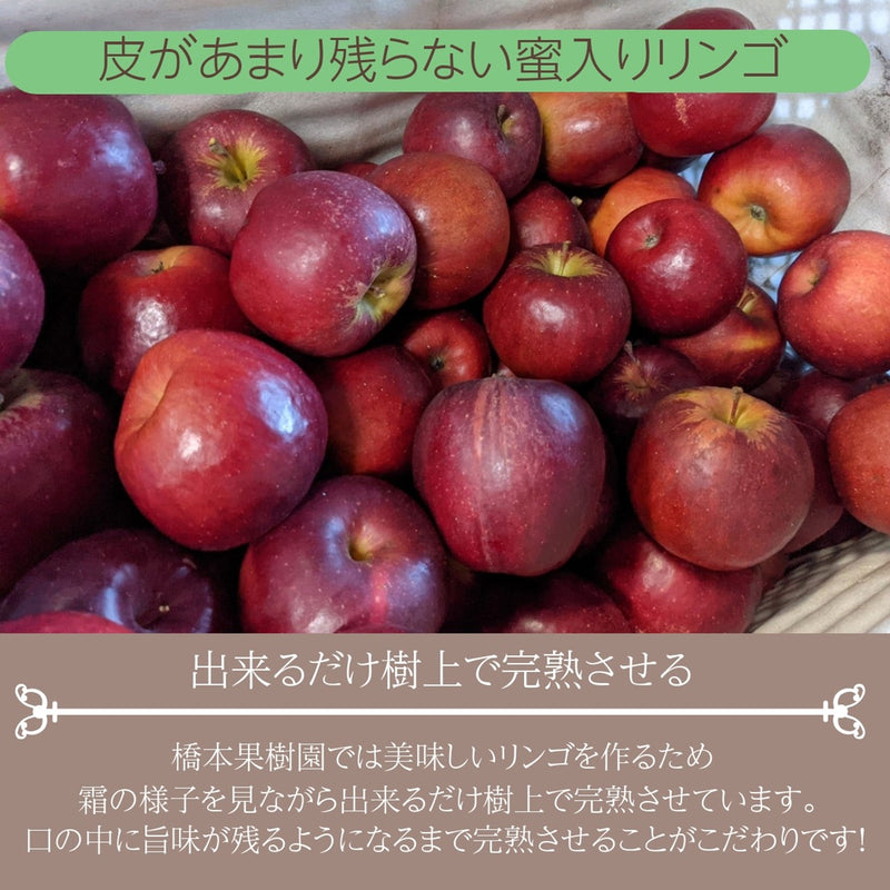 りんご 【ふんどのりんごや】 オリジナル品種 いわせっ娘 5kg 16～18個 福島県須賀川 《12/上旬～12/下旬の出荷》