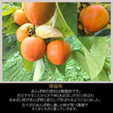 干し柿 【種まきうさぎ】 特大ビッグあんぽ柿 16個 2個×8P 1840g以上 福島県 伊達市