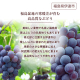 ぶどう 【酒井ぶどう園】 葡萄 詰め合わせ 約1.2kg 2～4房 福島県伊達市