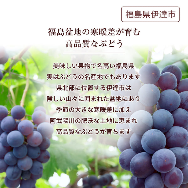 ぶどう 【酒井ぶどう園】 葡萄 詰め合わせ 約1.2kg 2～4房 福島県伊達市