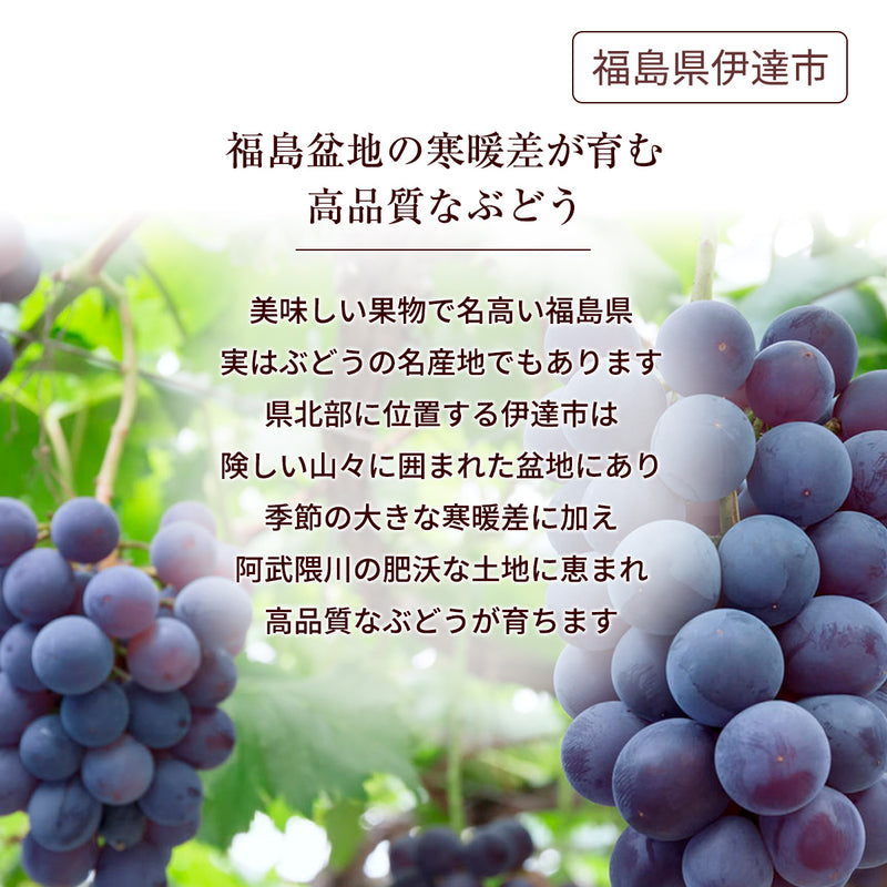 ぶどう 【酒井ぶどう園】 葡萄 詰め合わせ 約1.2kg 2～4房 福島県伊達市