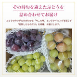 ぶどう 【酒井ぶどう園】 葡萄 詰め合わせ 約1.2kg 2～4房 福島県伊達市