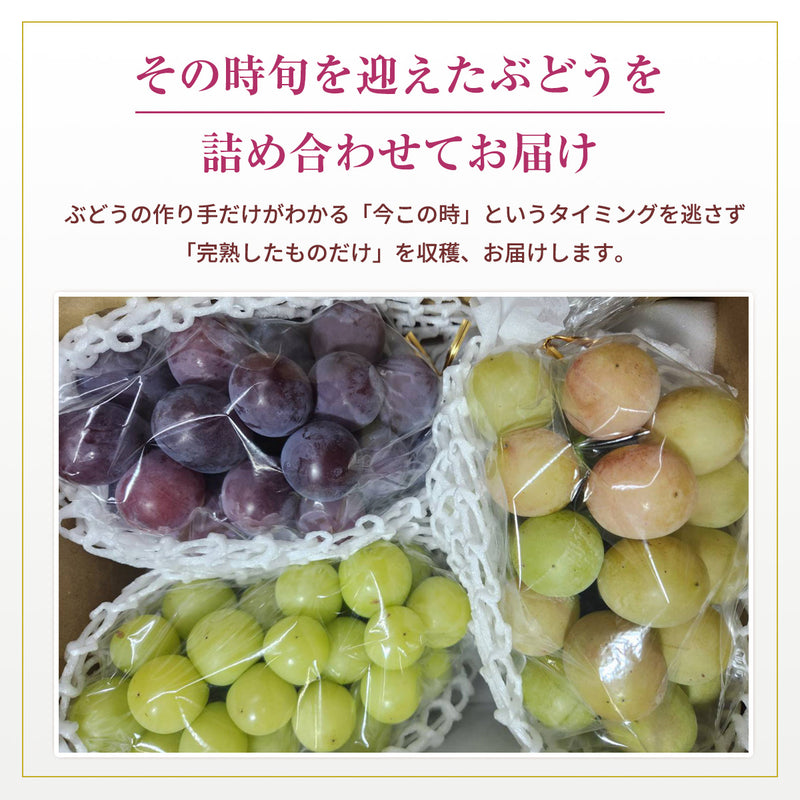 ぶどう 【酒井ぶどう園】 葡萄 詰め合わせ 約1.2kg 2～4房 福島県伊達市