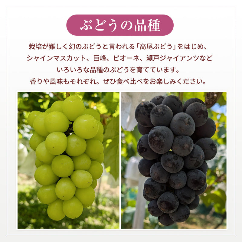 ぶどう 【酒井ぶどう園】 葡萄 詰め合わせ 約1.2kg 2～4房 福島県伊達市