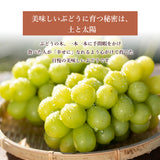 ぶどう 【酒井ぶどう園】 葡萄 詰め合わせ 約1.2kg 2～4房 福島県伊達市