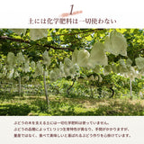 ぶどう 【酒井ぶどう園】 葡萄 詰め合わせ 約1.2kg 2～4房 福島県伊達市