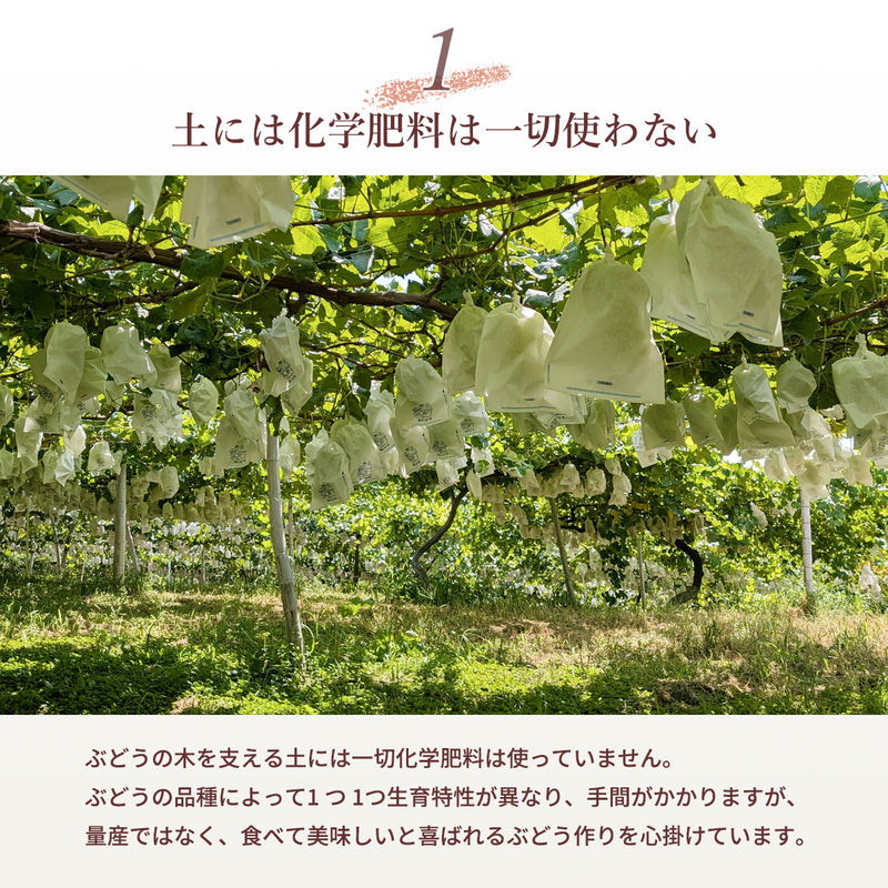ぶどう 【酒井ぶどう園】 葡萄 詰め合わせ 約1.2kg 2～4房 福島県伊達市