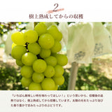 ぶどう 【酒井ぶどう園】 葡萄 詰め合わせ 約1.2kg 2～4房 福島県伊達市