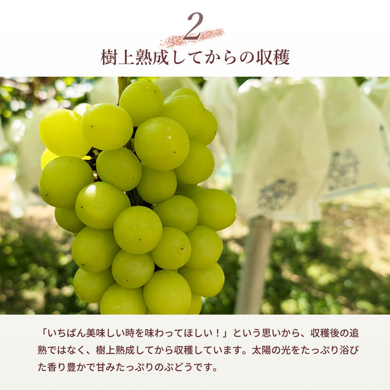 ぶどう 【酒井ぶどう園】 葡萄 詰め合わせ 約1.2kg 2～4房 福島県伊達市