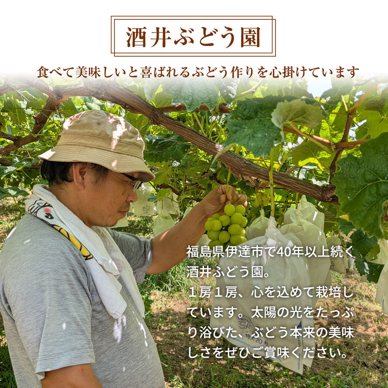 ぶどう 【酒井ぶどう園】 葡萄 詰め合わせ 約1.2kg 2～4房 福島県伊達市