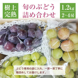 ぶどう 【酒井ぶどう園】 葡萄 詰め合わせ 約1.2kg 2～4房 福島県伊達市