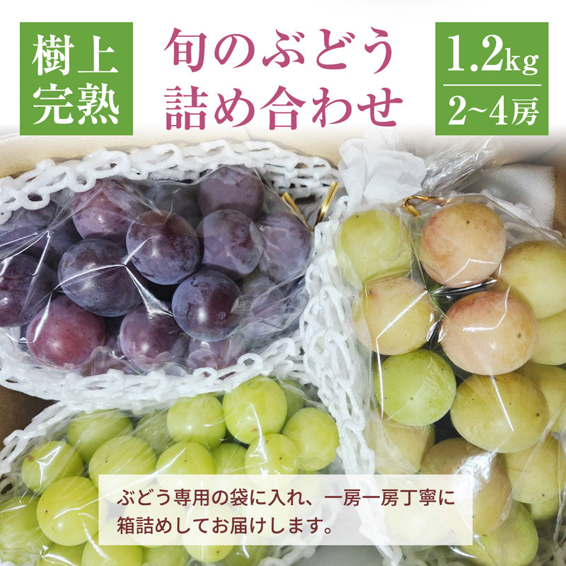 ぶどう 【酒井ぶどう園】 葡萄 詰め合わせ 約1.2kg 2～4房 福島県伊達市