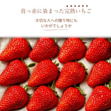 いちご 【アソラベリー】 ２～３種 食べ比べ 紅ほっぺ かおり野 よつぼし (12～15粒)×2P 福島県郡山市