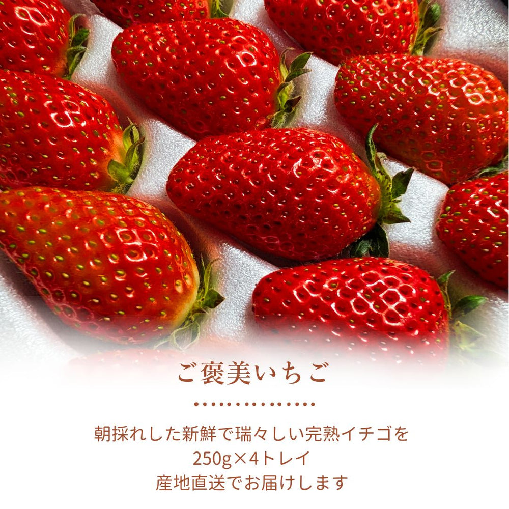いちご♡°。⋆♡*°様ご確認用 いちご 【モスト絆ファーム】 農薬不使用 ゆうやけベリー 250g×4P 福島