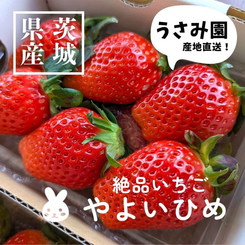 いちご 【うさみ園】 やよいひめ (8～13個)280g×4P 1120g  ステビア栽培 低農薬 完熟 茨城県鉾田市《 2/中旬～2/下旬より出荷》
