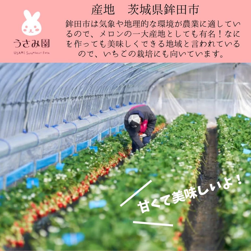 いちご 【うさみ園】 やよいひめ (8～13個)280g×4P 1120g  ステビア栽培 低農薬 完熟 茨城県鉾田市《 2/中旬～2/下旬より出荷》