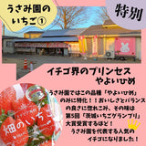 いちご 【うさみ園】 やよいひめ (8～13個)280g×4P 1120g  ステビア栽培 低農薬 完熟 茨城県鉾田市《 2/中旬～2/下旬より出荷》