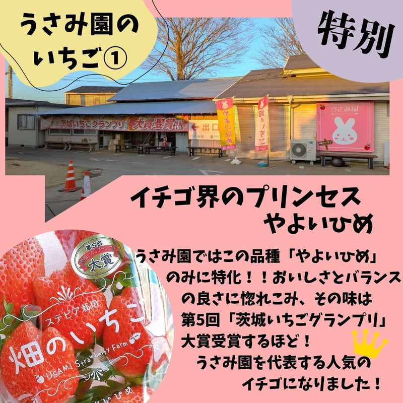 いちご 【うさみ園】 やよいひめ (8～13個)280g×4P 1120g  ステビア栽培 低農薬 完熟 茨城県鉾田市《 2/中旬～2/下旬より出荷》