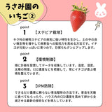 いちご 【うさみ園】 やよいひめ (7～9個)400g×2トレイ 800g  ステビア栽培 低農薬 完熟 茨城県鉾田市《 2/中旬～2/下旬より出荷》