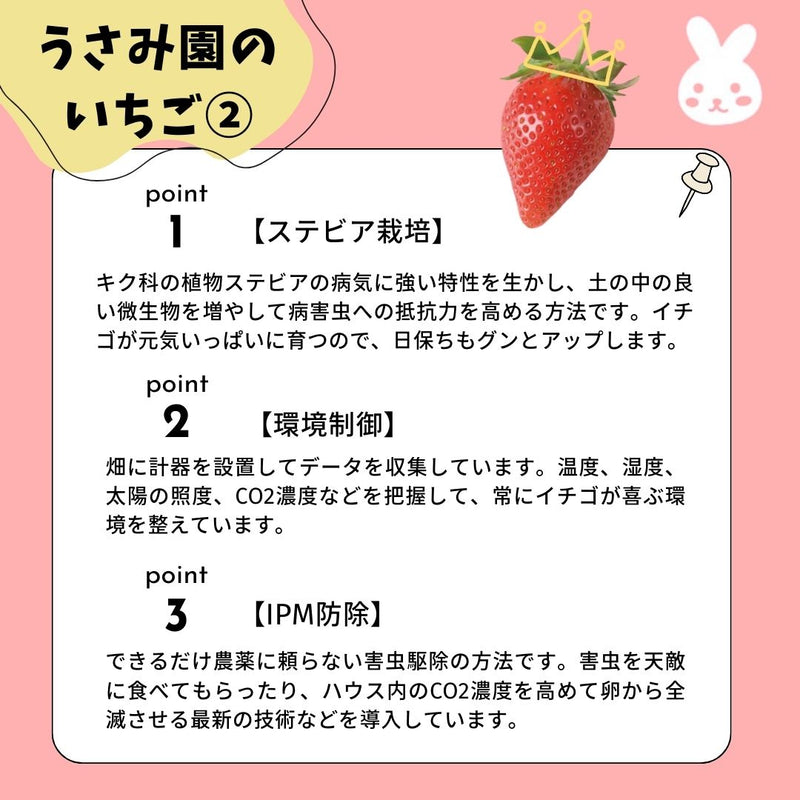 いちご 【うさみ園】 やよいひめ (8～13個)280g×4P 1120g  ステビア栽培 低農薬 完熟 茨城県鉾田市《 2/中旬～2/下旬より出荷》