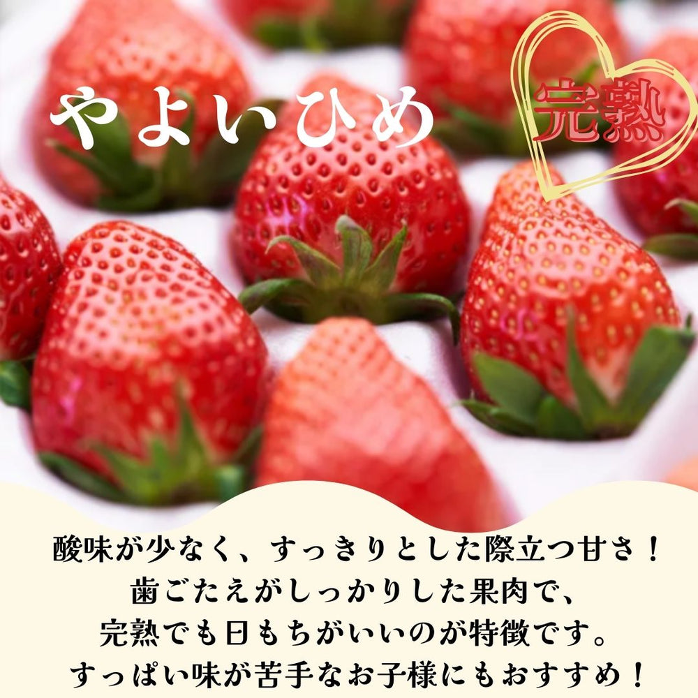 いちご 【うさみ園】 やよいひめ (7～9個)400g×2トレイ 800g