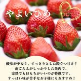 いちご 【うさみ園】 やよいひめ (8～13個)280g×4P 1120g  ステビア栽培 低農薬 完熟 茨城県鉾田市《 2/中旬～2/下旬より出荷》