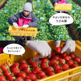 いちご 【うさみ園】 やよいひめ (8～13個)280g×4P 1120g  ステビア栽培 低農薬 完熟 茨城県鉾田市《 2/中旬～2/下旬より出荷》