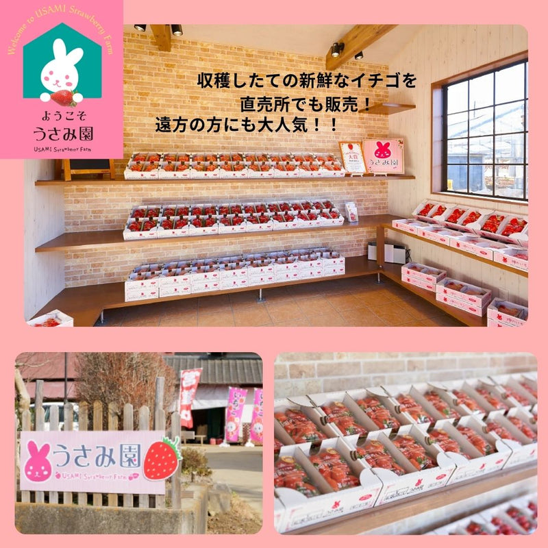 いちご 【うさみ園】 やよいひめ (8～13個)280g×4P 1120g  ステビア栽培 低農薬 完熟 茨城県鉾田市《 2/中旬～2/下旬より出荷》