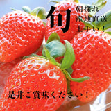 いちご 【うさみ園】 やよいひめ (8～13個)280g×4P 1120g  ステビア栽培 低農薬 完熟 茨城県鉾田市《 2/中旬～2/下旬より出荷》
