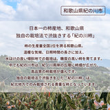 柿 【田口農園】 紀の川柿 紀ノ川柿 3.75kg 12～13個 大玉 贈答用 和歌山県紀の川市 《10/中旬～10/下旬より出荷》