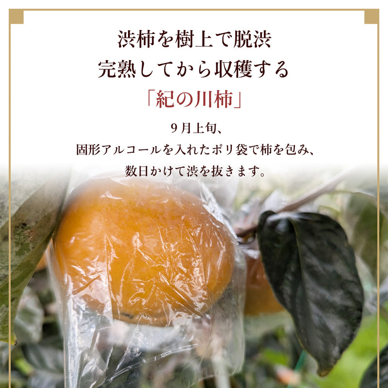 柿 【田口農園】 紀の川柿 紀ノ川柿 3.75kg 12～13個 大玉 贈答用 和歌山県紀の川市 《10/中旬～10/下旬より出荷》