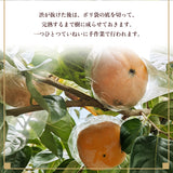柿 【田口農園】 紀の川柿 紀ノ川柿 3.75kg 12～13個 大玉 贈答用 和歌山県紀の川市 《10/中旬～10/下旬より出荷》