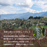 柿 【田口農園】 紀の川柿 紀ノ川柿 3.75kg 12～13個 大玉 贈答用 和歌山県紀の川市 《10/中旬～10/下旬より出荷》