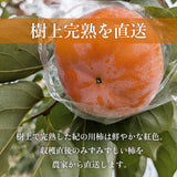 柿 【田口農園】 紀の川柿 紀ノ川柿 3.75kg 12～13個 大玉 贈答用 和歌山県紀の川市 《10/中旬～10/下旬より出荷》