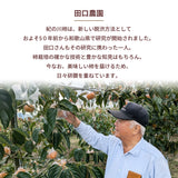 柿 【田口農園】 紀の川柿 紀ノ川柿 3.75kg 12～13個 大玉 贈答用 和歌山県紀の川市 《10/中旬～10/下旬より出荷》