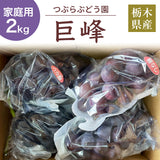 ぶどう 【つぶらぶどう園】 家庭用 巨峰 種無し 2kg  栃木県栃木市