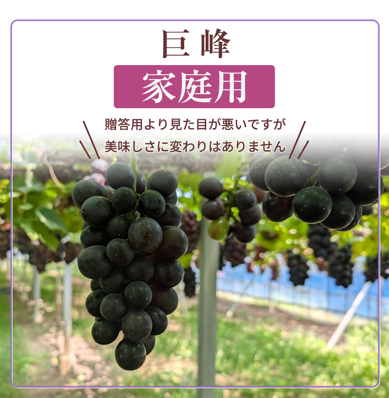 ぶどう 【つぶらぶどう園】 家庭用 巨峰 種無し 2kg  栃木県栃木市