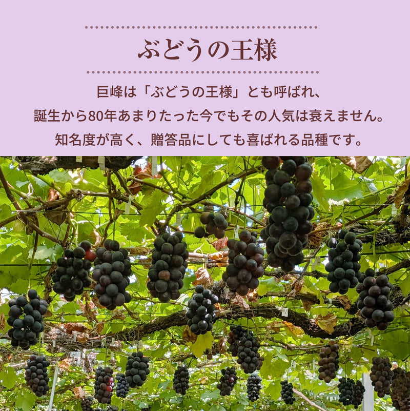 ぶどう 【つぶらぶどう園】 家庭用 巨峰 種無し 2kg  栃木県栃木市