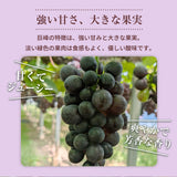 ぶどう 【つぶらぶどう園】 家庭用 巨峰 種無し 2kg  栃木県栃木市