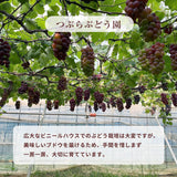 ぶどう 【つぶらぶどう園】 家庭用 巨峰 種無し 2kg  栃木県栃木市