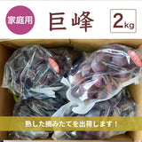 ぶどう 【つぶらぶどう園】 家庭用 巨峰 種無し 2kg  栃木県栃木市