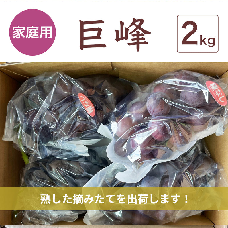 ぶどう 【つぶらぶどう園】 家庭用 巨峰 種無し 2kg  栃木県栃木市